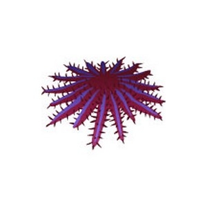 Crown of Thorns Star